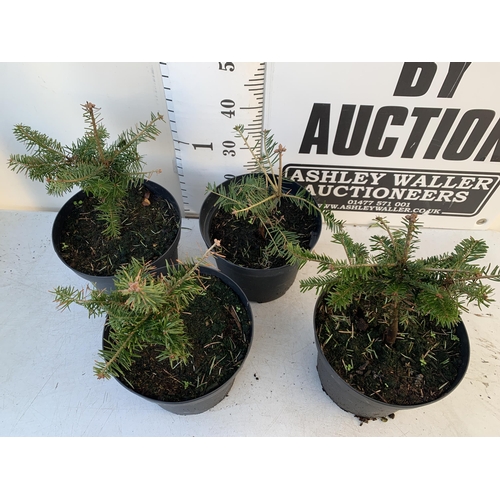 364 - FOUR MINI CHRISTMAS TREES NORDMANN FIR 'ABIES NORDMANNIANA' IN 7 LTR POTS APPROX 60CM IN HEIGHT TO B... 