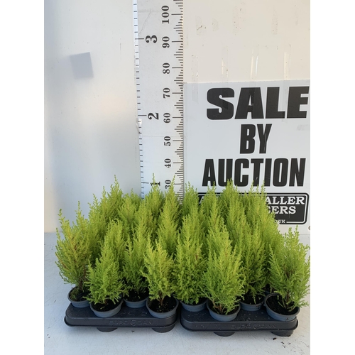 365 - FORTY EIGHT CUPRESSUS CONIFERS 'WILMA' IN 7CM POTS ON A TRAY. APPROX 30-40CM IN HEIGHT. TO BE SOLD F... 