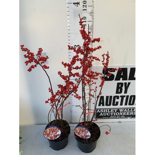 366 - TWO LARGE HOLLY ILEX VERTICILLATA WINTERBERRY IN 5 LTR POTS. APPROX 100-120CM TALL LADEN WITH RED BE... 