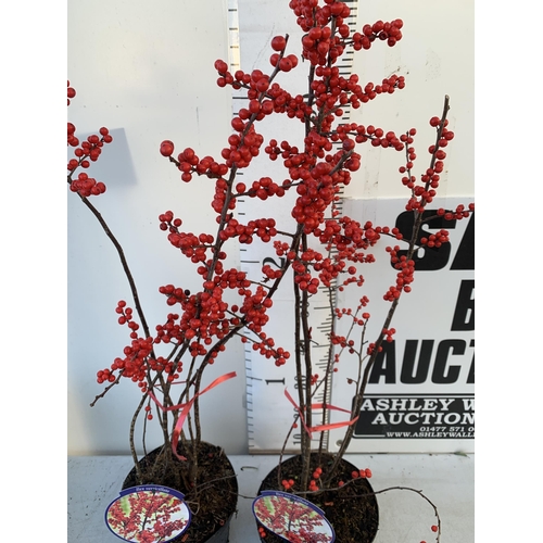 366 - TWO LARGE HOLLY ILEX VERTICILLATA WINTERBERRY IN 5 LTR POTS. APPROX 100-120CM TALL LADEN WITH RED BE... 