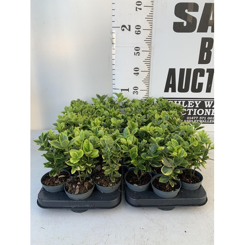 367 - THIRTY SIX EUONYMUS JAPONICA 'MARIEKE' IN 8CM POTS. APPROX 20-30CM IN HEIGHT ON A TRAY. TO BE SOLD F... 