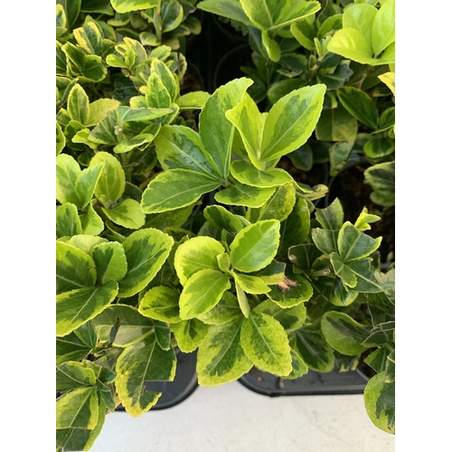 367 - THIRTY SIX EUONYMUS JAPONICA 'MARIEKE' IN 8CM POTS. APPROX 20-30CM IN HEIGHT ON A TRAY. TO BE SOLD F... 