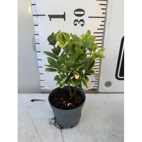 367 - THIRTY SIX EUONYMUS JAPONICA 'MARIEKE' IN 8CM POTS. APPROX 20-30CM IN HEIGHT ON A TRAY. TO BE SOLD F... 