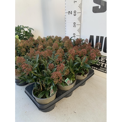 368 - TWELVE RED SKIMMIA JAPONICA 'GODRIE'S DWARF' IN 1.5 LTR POTS ON TWO TRAYS. APPROX 40CM IN HEIGHT TO ... 