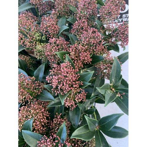 368 - TWELVE RED SKIMMIA JAPONICA 'GODRIE'S DWARF' IN 1.5 LTR POTS ON TWO TRAYS. APPROX 40CM IN HEIGHT TO ... 