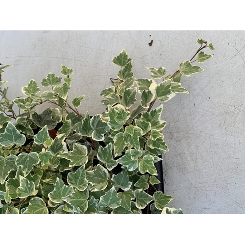 369 - EIGHTEEN VARIEGATED TRAILING IVY PLANTS IN 6CM POTS ON A TRAY. TO BE SOLD FOR THE EIGHTEEN