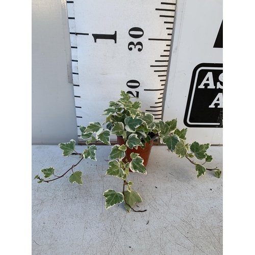 369 - EIGHTEEN VARIEGATED TRAILING IVY PLANTS IN 6CM POTS ON A TRAY. TO BE SOLD FOR THE EIGHTEEN