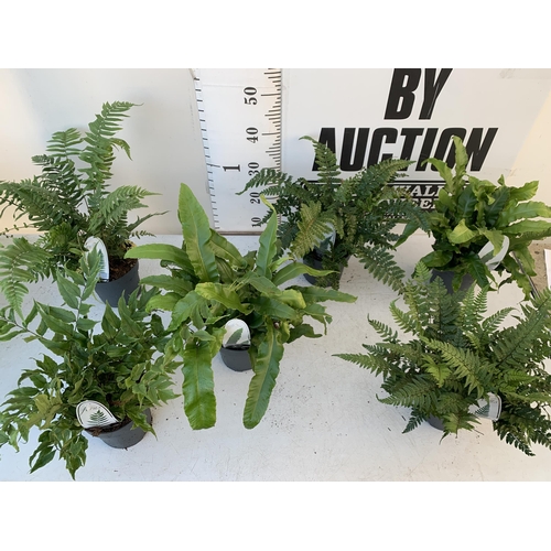 370 - SIX MIXED OUTDOOR FERNS - CYRTOMIUM, POLYSTICHUM, DRYOPTERIS, AND ASPLENIUM. IN 2 LTR POTS APPROX 40... 