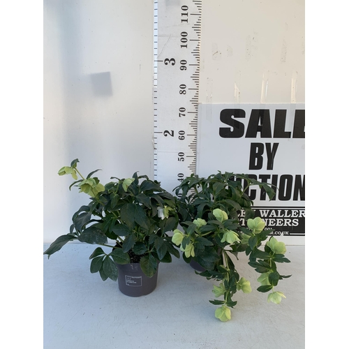 371 - TWO HELLEBOROUS ORIENTALIS WHITE IN THREE LITRE POTS, APPROX 60CM TALL TO BE SOLD FOR THE TWO