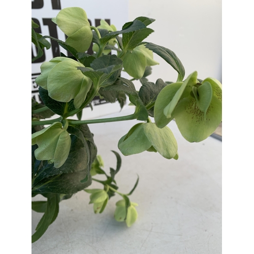 371 - TWO HELLEBOROUS ORIENTALIS WHITE IN THREE LITRE POTS, APPROX 60CM TALL TO BE SOLD FOR THE TWO