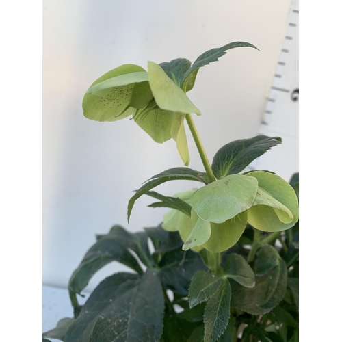 371 - TWO HELLEBOROUS ORIENTALIS WHITE IN THREE LITRE POTS, APPROX 60CM TALL TO BE SOLD FOR THE TWO