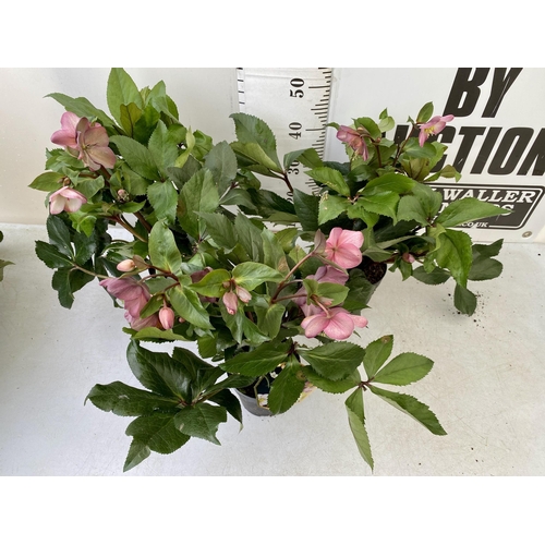 38 - THREE LARGE DARK PINK HELLEBORES 'ICE AND ROSE' IN 2 LTR POTS. APPROX 60CM IN HEIGHT IN FULL BLOOM. ... 