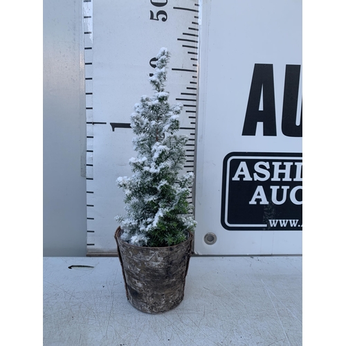 39 - TWELVE CHRISTMAS CYPRESS CONIFERS WITH SNOW EFFECT IN BARK POTS WITH CHRISTMAS ACCESSORIES. APPROX 4... 