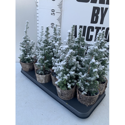 39 - TWELVE CHRISTMAS CYPRESS CONIFERS WITH SNOW EFFECT IN BARK POTS WITH CHRISTMAS ACCESSORIES. APPROX 4... 