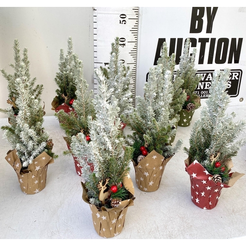 4 - TWELVE CHRISTMAS CONIFER PLANTS GIFT WRAPPED WITH CHRISTMAS ACCESSORIES. APPROX 40CM IN HEIGHT ON A ... 