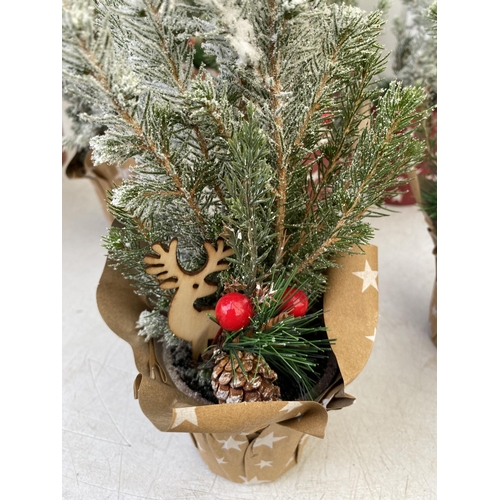 4 - TWELVE CHRISTMAS CONIFER PLANTS GIFT WRAPPED WITH CHRISTMAS ACCESSORIES. APPROX 40CM IN HEIGHT ON A ... 