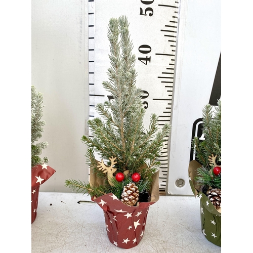 4 - TWELVE CHRISTMAS CONIFER PLANTS GIFT WRAPPED WITH CHRISTMAS ACCESSORIES. APPROX 40CM IN HEIGHT ON A ... 