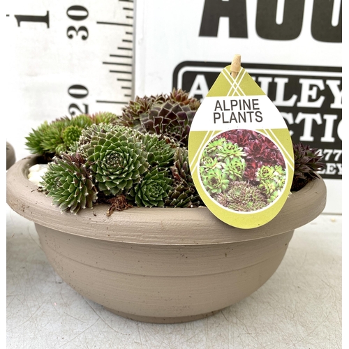 42 - TWO SHALLOW DECORATIVE BOWLS FILLED WITH ALPINE PLANTS - SEMPERVIVUMS ETC AND COLOURED GRAVEL. BOWLS... 