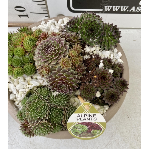 42 - TWO SHALLOW DECORATIVE BOWLS FILLED WITH ALPINE PLANTS - SEMPERVIVUMS ETC AND COLOURED GRAVEL. BOWLS... 