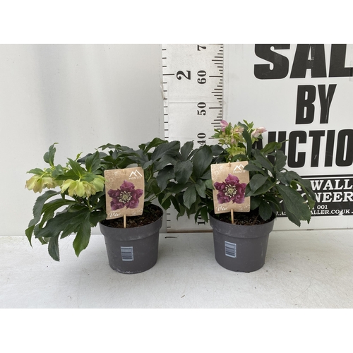 43 - TWO HELLEBOROUS HELLEBORES LIGHT PINK ORIENTALIS IN THREE LITRE POTS 40-50CM TALL TO BE SOLD FOR THE... 