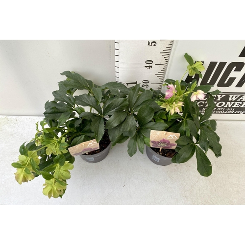 43 - TWO HELLEBOROUS HELLEBORES LIGHT PINK ORIENTALIS IN THREE LITRE POTS 40-50CM TALL TO BE SOLD FOR THE... 