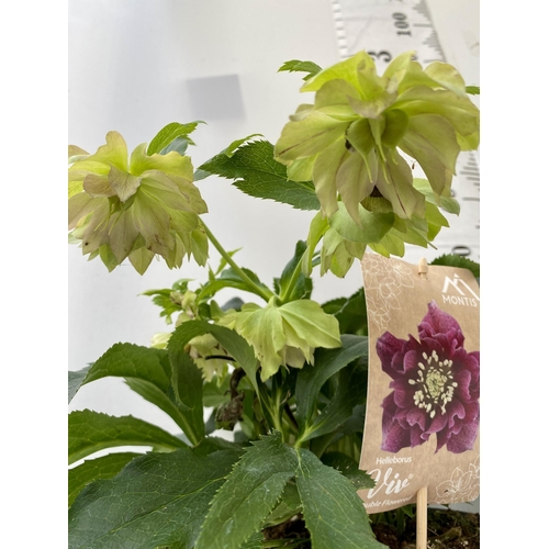 43 - TWO HELLEBOROUS HELLEBORES LIGHT PINK ORIENTALIS IN THREE LITRE POTS 40-50CM TALL TO BE SOLD FOR THE... 