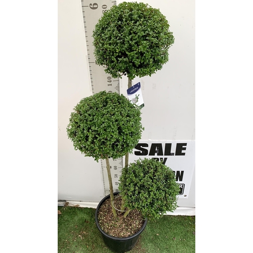 45 - A LIGUSTRUM JONANDRUM TRIOBA POM POM TREE 185CM TALL IN A 35 LITRE POT