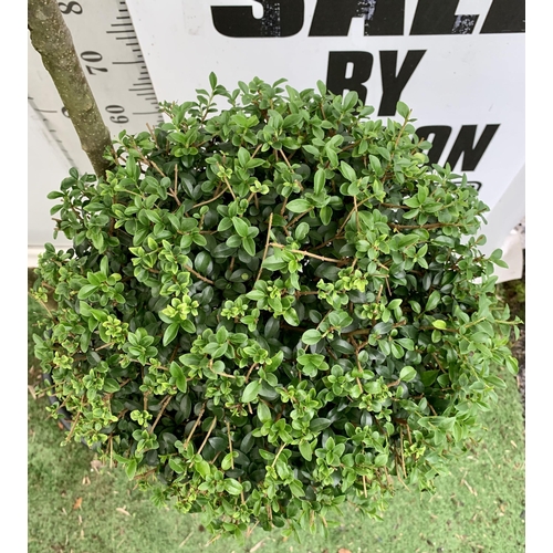 45 - A LIGUSTRUM JONANDRUM TRIOBA POM POM TREE 185CM TALL IN A 35 LITRE POT