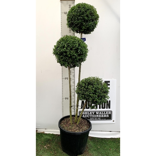 45 - A LIGUSTRUM JONANDRUM TRIOBA POM POM TREE 185CM TALL IN A 35 LITRE POT