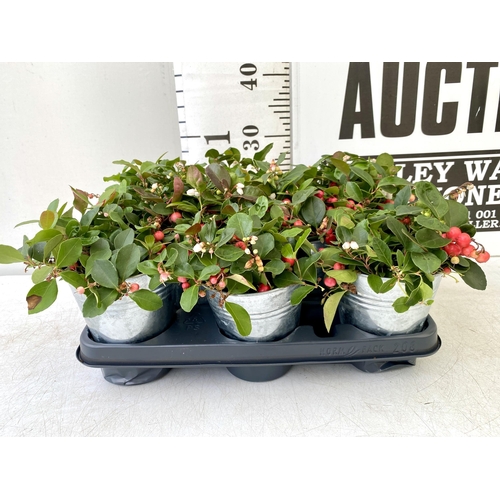 46 - EIGHT GAULTHERIA PERNYETTAS COVERED IN BERRIES IN DECORATIVE ALUMINIMUM PAILS. APPROX 25CM IN HEIGHT... 