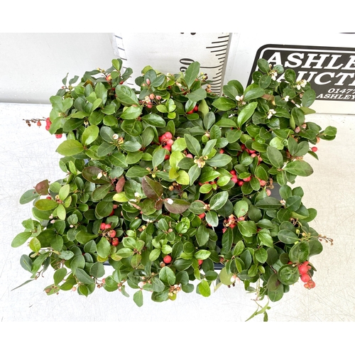 46 - EIGHT GAULTHERIA PERNYETTAS COVERED IN BERRIES IN DECORATIVE ALUMINIMUM PAILS. APPROX 25CM IN HEIGHT... 