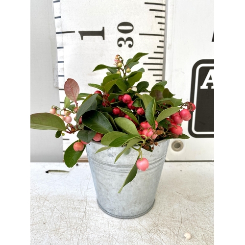 46 - EIGHT GAULTHERIA PERNYETTAS COVERED IN BERRIES IN DECORATIVE ALUMINIMUM PAILS. APPROX 25CM IN HEIGHT... 