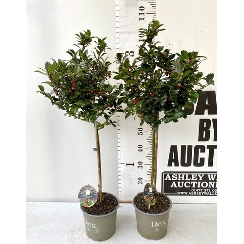 5 - A PAIR OF STANDARD HOLLY ILEX TREES 'BLUE MAID' WITH BERRIES. APPROX A METRE TALL IN A 3 LITRE POT T... 