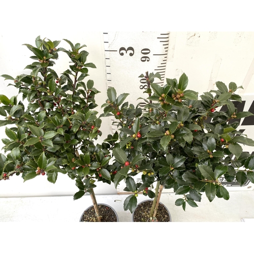 5 - A PAIR OF STANDARD HOLLY ILEX TREES 'BLUE MAID' WITH BERRIES. APPROX A METRE TALL IN A 3 LITRE POT T... 