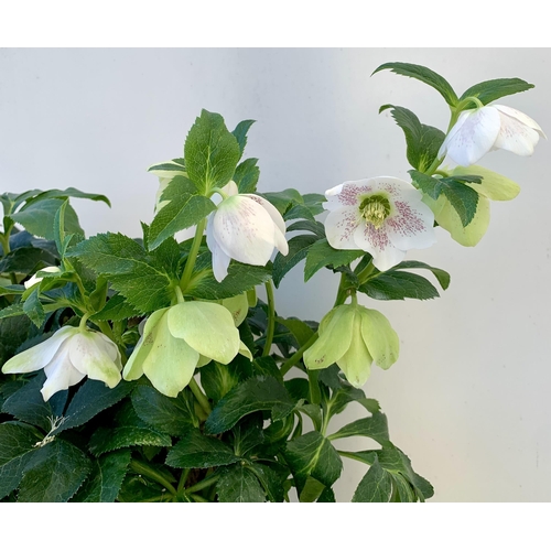 53 - TWO HELLEBOROUS ORIENTALIS WHITE IN THREE LITRE POTS, APPROX 60CM TALL TO BE SOLD FOR THE TWO