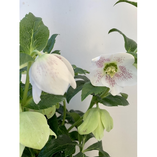 53 - TWO HELLEBOROUS ORIENTALIS WHITE IN THREE LITRE POTS, APPROX 60CM TALL TO BE SOLD FOR THE TWO