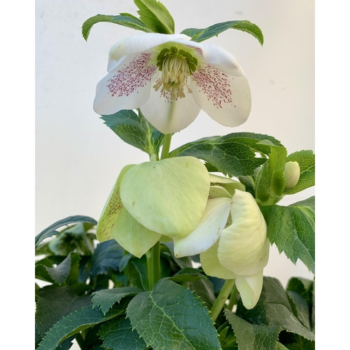 53 - TWO HELLEBOROUS ORIENTALIS WHITE IN THREE LITRE POTS, APPROX 60CM TALL TO BE SOLD FOR THE TWO