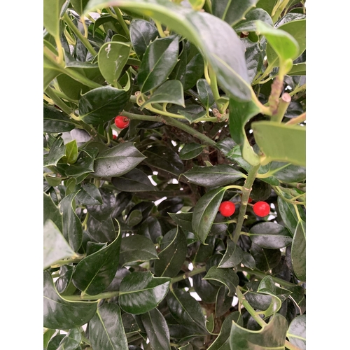 55 - ONE LARGE STANDARD HOLLY ILEX AQUIFOLIUM J C VAN TOLL TREE OVER 200CM IN A 20 LITRE POT