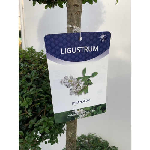 6 - A PAIR OF LIGUSTRUM JONANDRUM TRIOBA POM POM TREES APPROX 190CM TALL IN A 35 LITRE POT. TO BE SOLD F... 