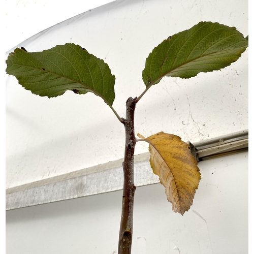 65 - ONE WHITEBEAM TREE SORBUS ARIA LUTESCENS . HAS WHITE FLOWERS AND RED BERRIES WITH GREY GREEN LEAVES ... 