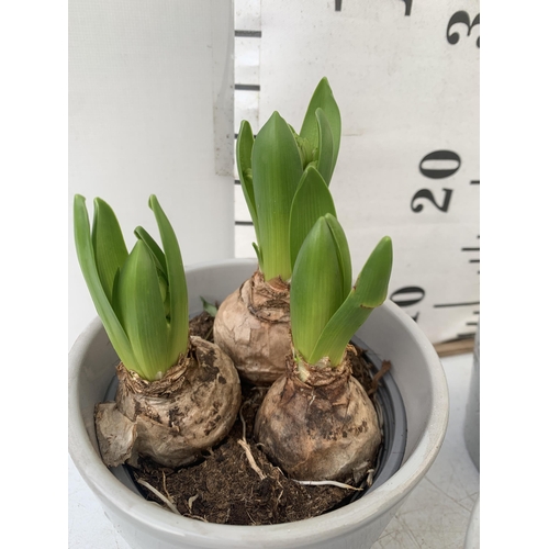 7 - THREE CERAMIC CHRISTMAS POTS CONTAINING THREE MIXED HYACINTH BULBS. POTS MEASURE 12CM IN HEIGHT 14CM... 