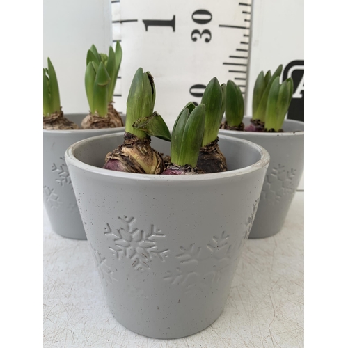 7 - THREE CERAMIC CHRISTMAS POTS CONTAINING THREE MIXED HYACINTH BULBS. POTS MEASURE 12CM IN HEIGHT 14CM... 