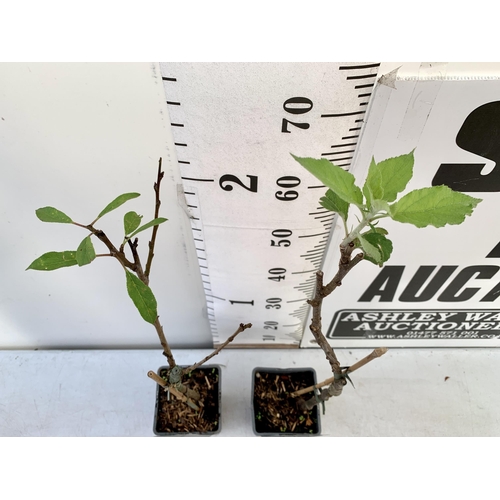 74 - TWO FRUIT TREES TO INCLUDE MALUS DOMESTICA APPLE 'JONAGOLD' AND PLUM PRUNUS DOMESTICA 'OPEL' TO BE S... 