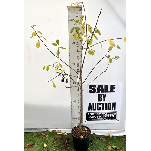 77 - ONE PLUM PRUNUS FRUIT TREE 'VICTORIA'. APPROX 2 METRES IN HEIGHT IN A 12 LTR POT. OVAL BRIGHT RED FR... 