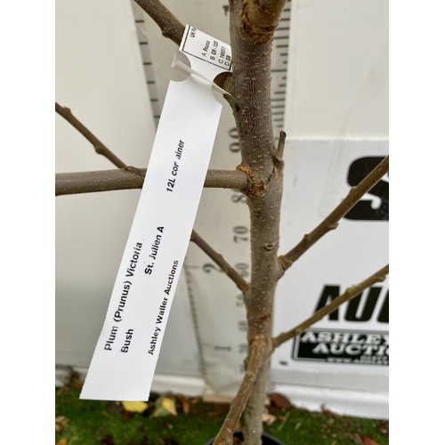 77 - ONE PLUM PRUNUS FRUIT TREE 'VICTORIA'. APPROX 2 METRES IN HEIGHT IN A 12 LTR POT. OVAL BRIGHT RED FR... 