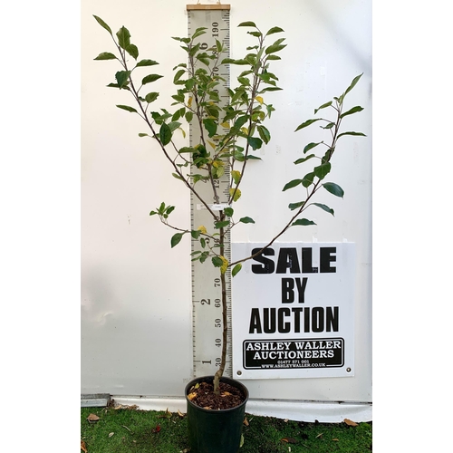 78 - ONE APPLE MALUS COX FRUIT TREE. SELF FERTILE IN A 12 LTR POT APPROX 180CM IN HEIGHT. FRUIT IS THE SA... 