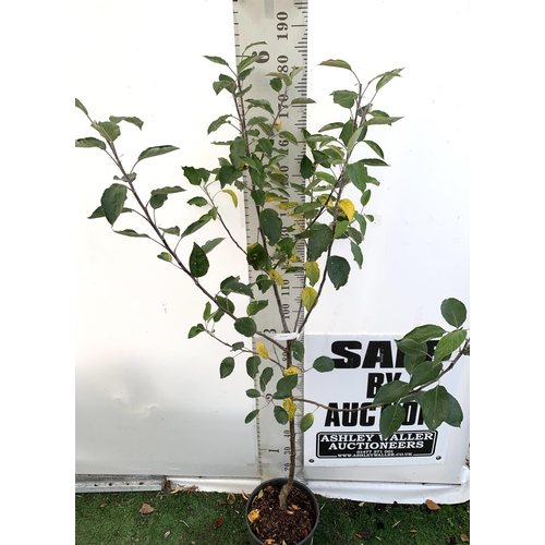 78 - ONE APPLE MALUS COX FRUIT TREE. SELF FERTILE IN A 12 LTR POT APPROX 180CM IN HEIGHT. FRUIT IS THE SA... 