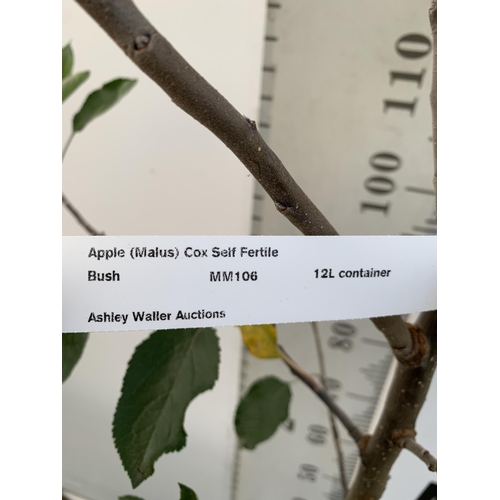 78 - ONE APPLE MALUS COX FRUIT TREE. SELF FERTILE IN A 12 LTR POT APPROX 180CM IN HEIGHT. FRUIT IS THE SA... 