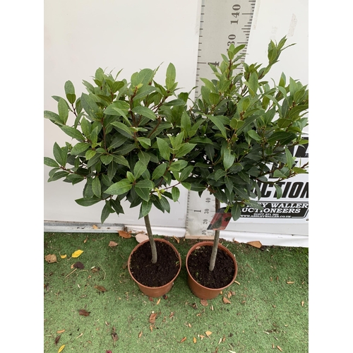 82 - A PAIR OF STANDARD KITCHEN BAY TREES 'LAURUS NOBILIS' IN 10 LTR POTS APPROX 150CM IN HEIGHT TO BE SO... 