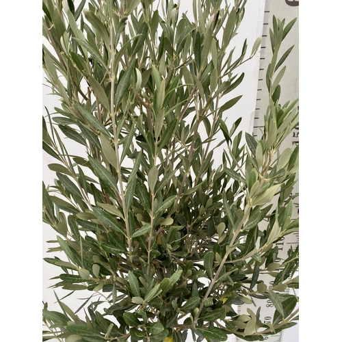 83 - TWO LARGE ITALIAN OLIVE STANDARD TREES OVER 190CM IN HEIGHT IN 9 LTR POTS NO VAT TO BE SOLD FOR THE ... 